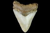 Fossil Megalodon Tooth - North Carolina #109520-1